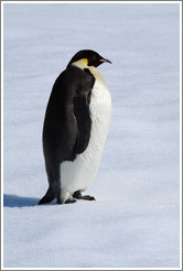 Young Emperor Penguin alone on an iceberg.