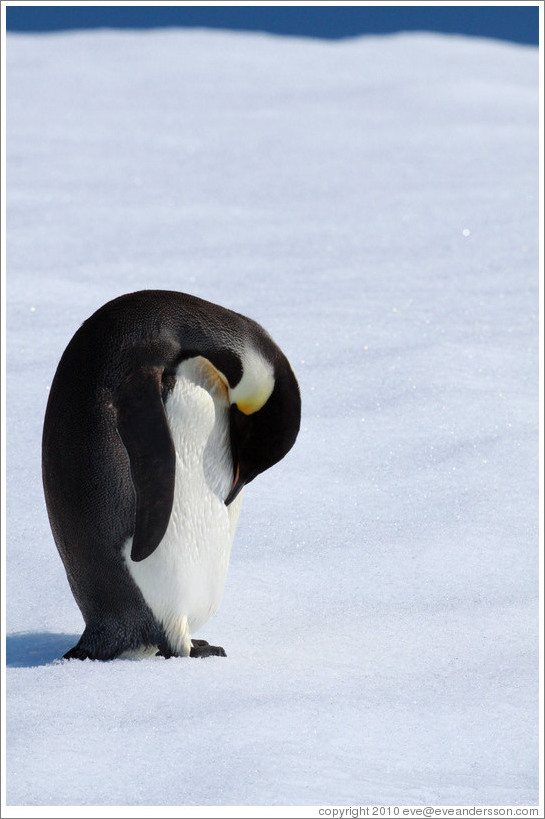 Young Emperor Penguin alone on an iceberg.