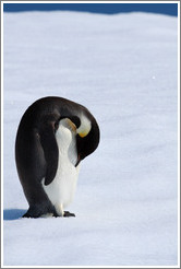 Young Emperor Penguin alone on an iceberg.