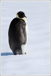 Young Emperor Penguin alone on an iceberg.