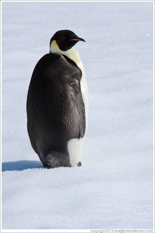 Young Emperor Penguin alone on an iceberg.