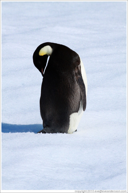 Young Emperor Penguin alone on an iceberg.