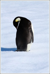 Young Emperor Penguin alone on an iceberg.