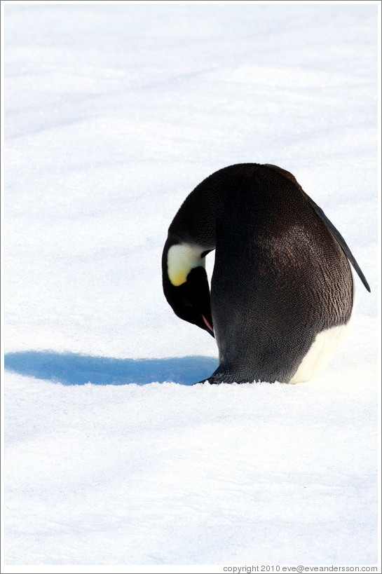 Young Emperor Penguin alone on an iceberg.