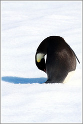 Young Emperor Penguin alone on an iceberg.