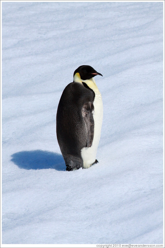 Young Emperor Penguin alone on an iceberg.
