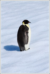 Young Emperor Penguin alone on an iceberg.