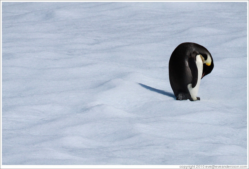 Young Emperor Penguin alone on an iceberg.