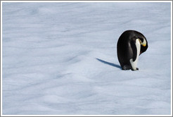 Young Emperor Penguin alone on an iceberg.