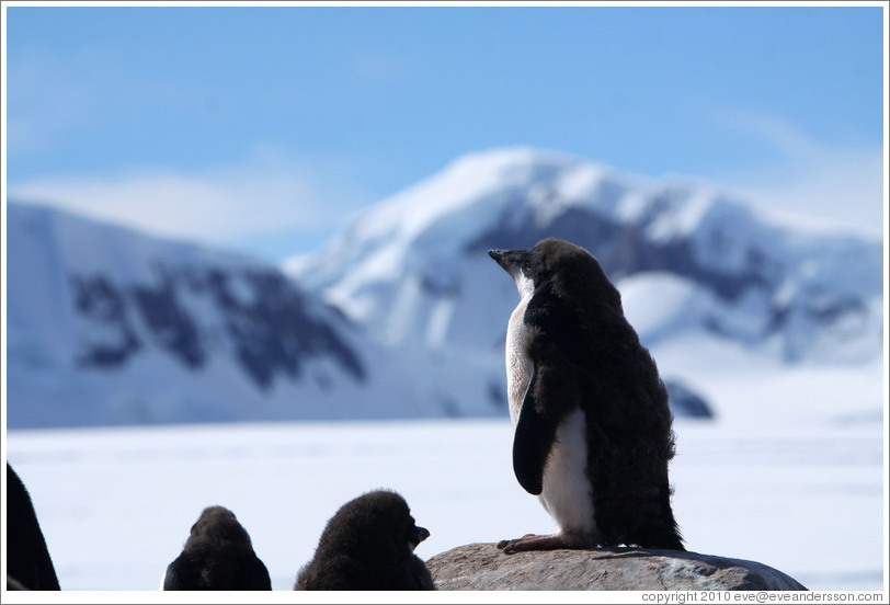 Young Ad?e Penguin standing on a rock.