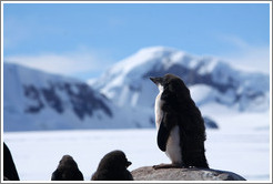 Young Ad?e Penguin standing on a rock.