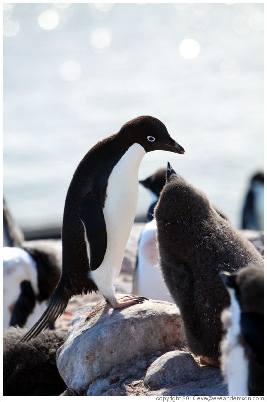 Parent and baby Ad?e Penguins.