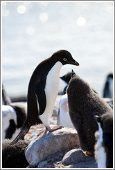 Parent and baby Ad?e Penguins.