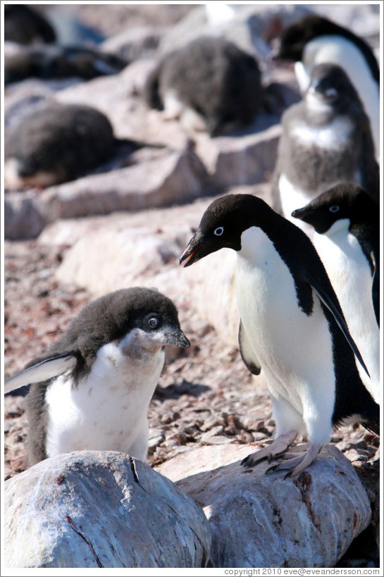 Parent and baby Ad?e Penguins.