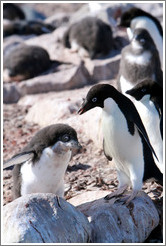 Parent and baby Ad?e Penguins.