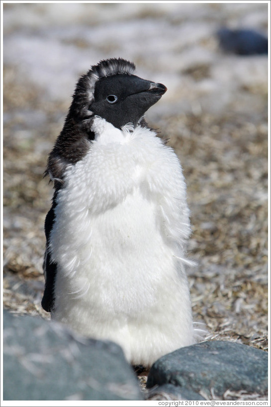 Young Ad?e Penguin molting.