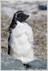 Young Ad?e Penguin molting.