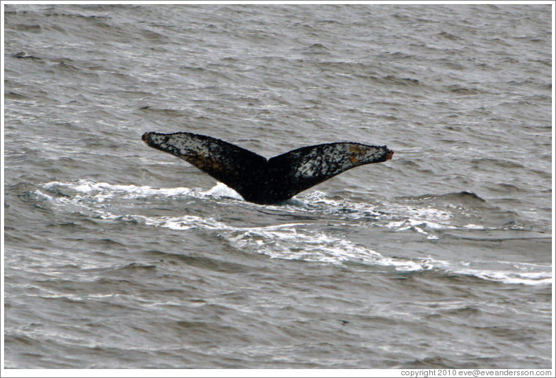 Tail of a Humpback Whale.