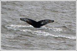 Tail of a Humpback Whale.