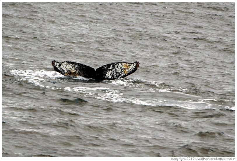 Tail of a Humpback Whale.