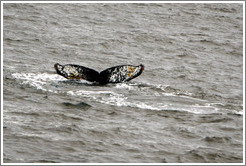 Tail of a Humpback Whale.