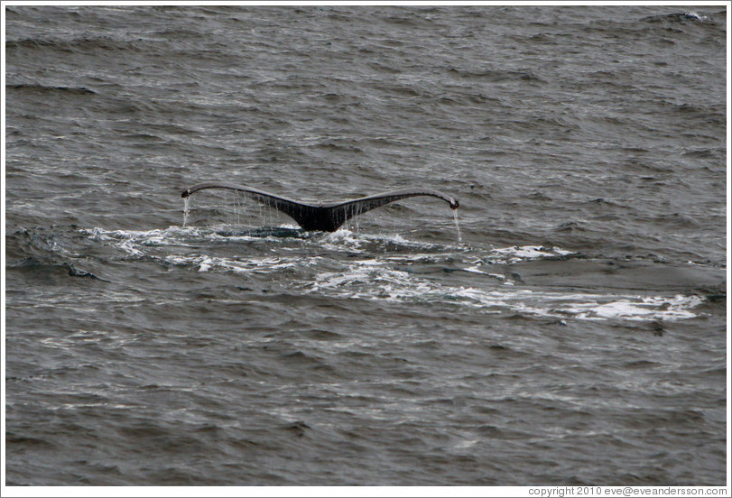 Tail of a Humpback Whale.