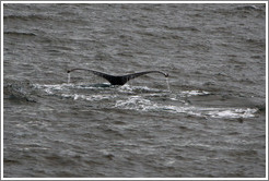 Tail of a Humpback Whale.