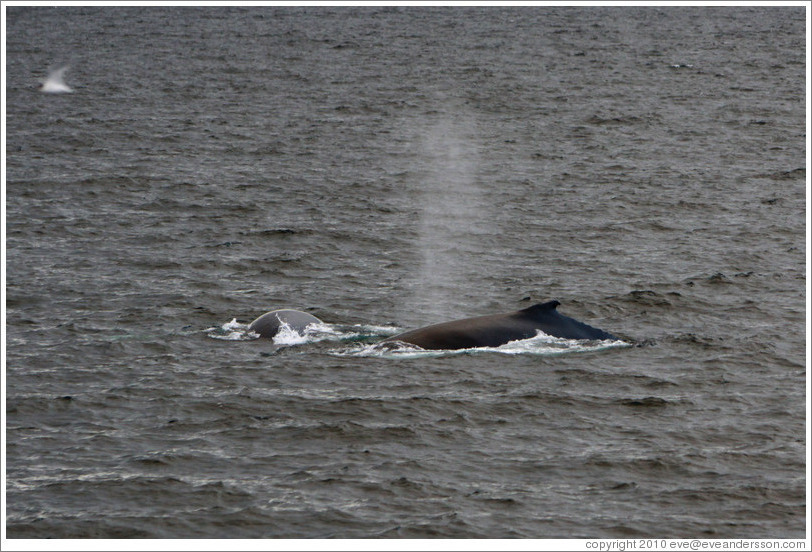 Humpback Whales.