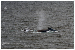 Humpback Whales.