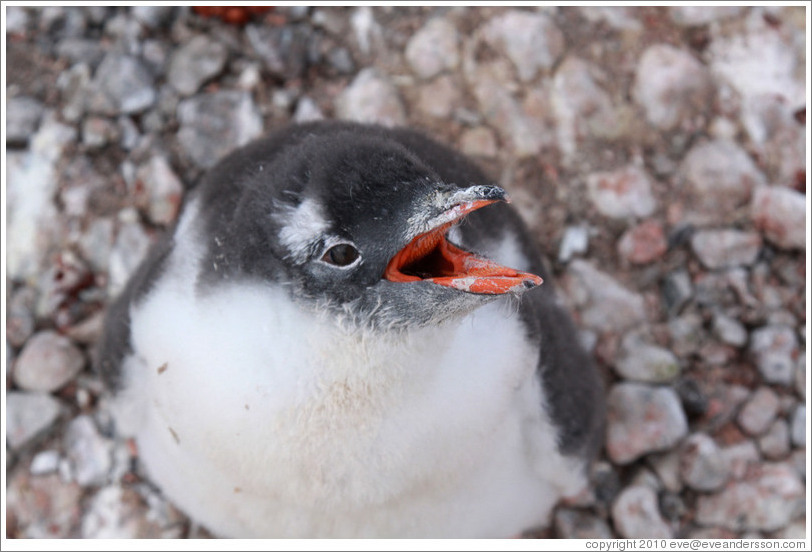 Baby Gentoo Penguin looking up at me and calling.