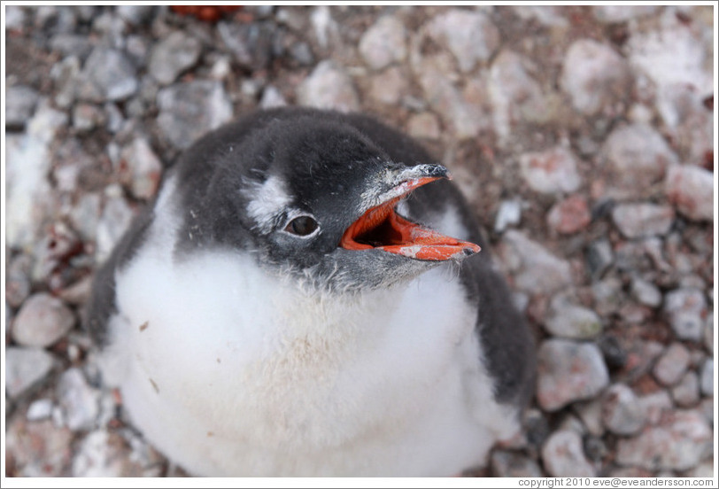 baby gentoo penguin