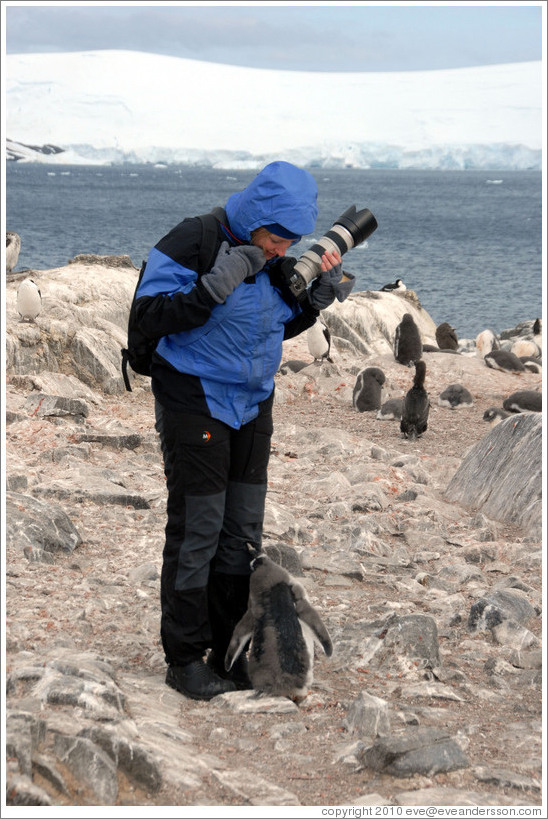 Baby Gentoo Penguin exploring my clothing.