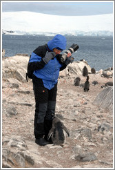 Baby Gentoo Penguin exploring my clothing.