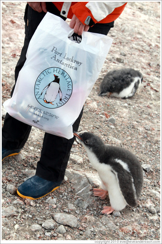 Baby Gentoo Penguin exploring a visitor's bag.