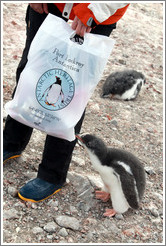 Baby Gentoo Penguin exploring a visitor's bag.