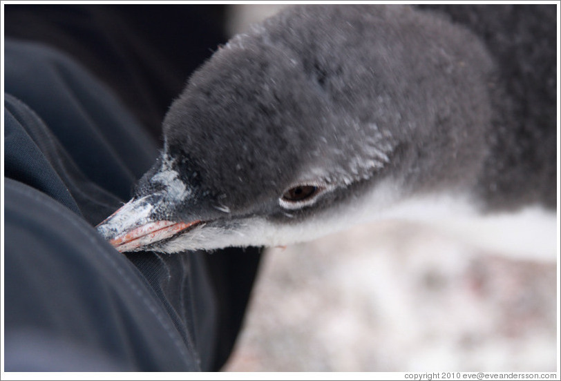 Baby Gentoo Penguin exploring my clothing.