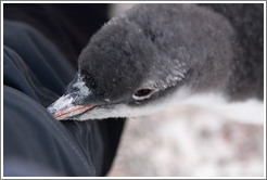 Baby Gentoo Penguin exploring my clothing.