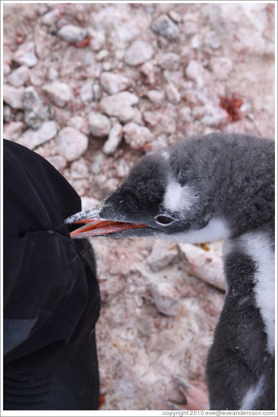 Baby Gentoo Penguin exploring my clothing.