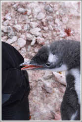 Baby Gentoo Penguin exploring my clothing.