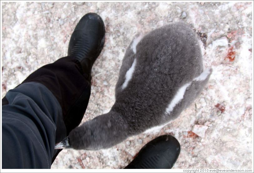 Baby Gentoo Penguin exploring my clothing.