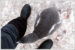 Baby Gentoo Penguin exploring my clothing.