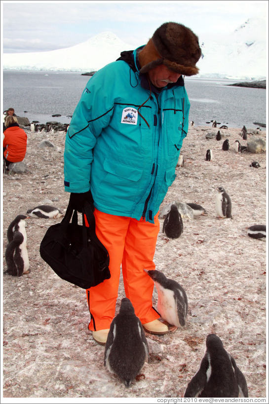 Baby Gentoo Penguins inspecting Tom.