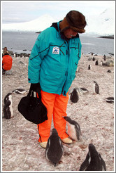 Baby Gentoo Penguins inspecting Tom.