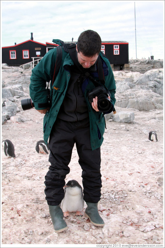 Baby Gentoo Penguin inspecting Trent.