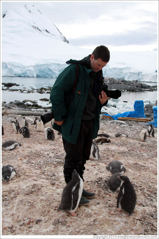 Baby Gentoo Penguin inspecting Trent.