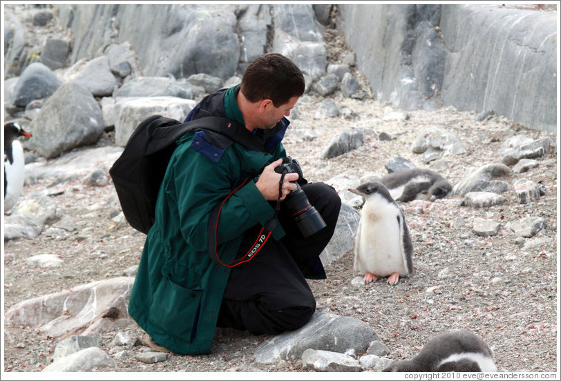 Baby Gentoo Penguin inspecting Trent.