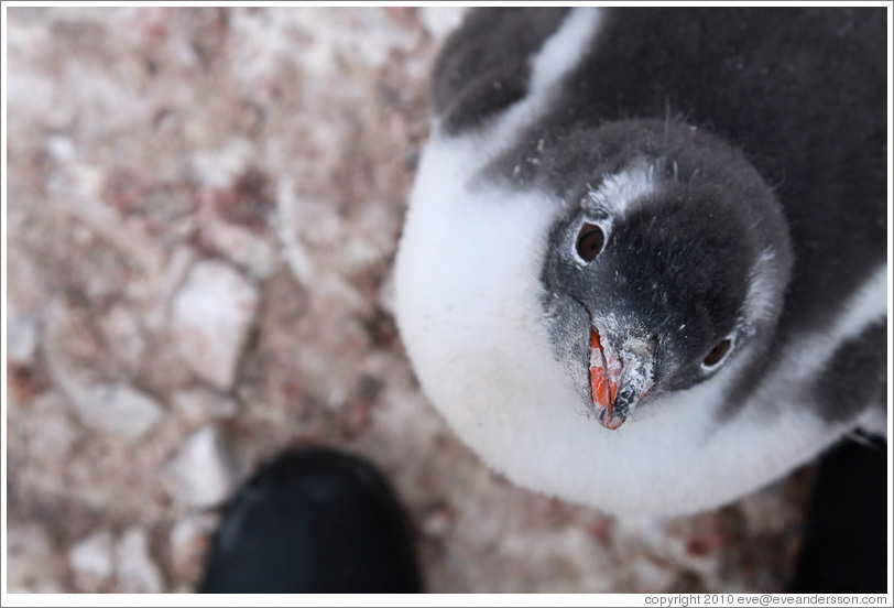 Baby Gentoo Penguin looking up at me.