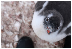 Baby Gentoo Penguin looking up at me.