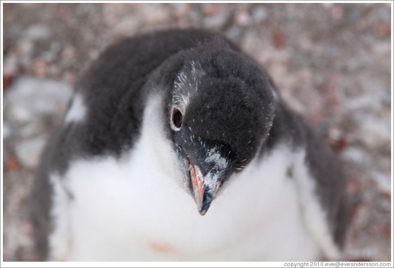 Baby Gentoo Penguin looking up at me.