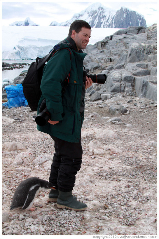 Baby Gentoo Penguin inspecting Trent.